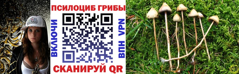 Псилоцибиновые грибы Psilocybe Надым