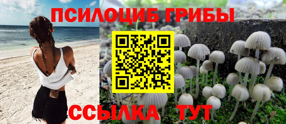Галлюциногенные грибы Psilocybe Надым